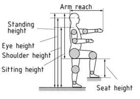 Key anthropometric body measurements